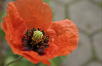 Klatschmohn